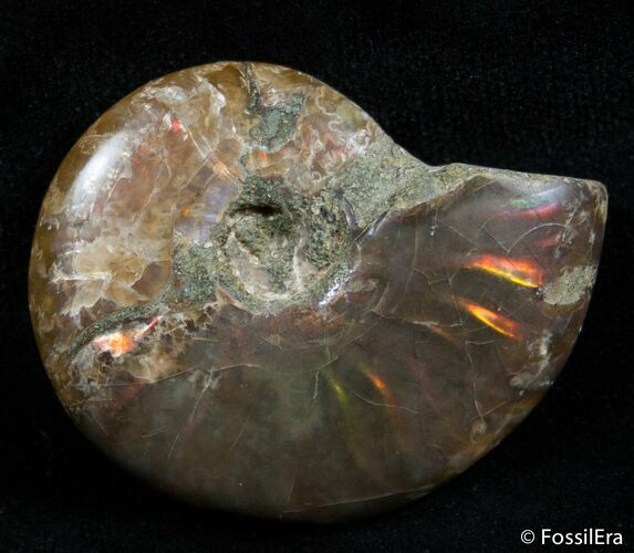 Inch Flashy Red Iridescent Ammonite #2587